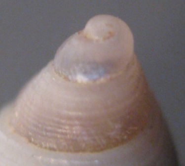 conferma Galeodea rugosa freak